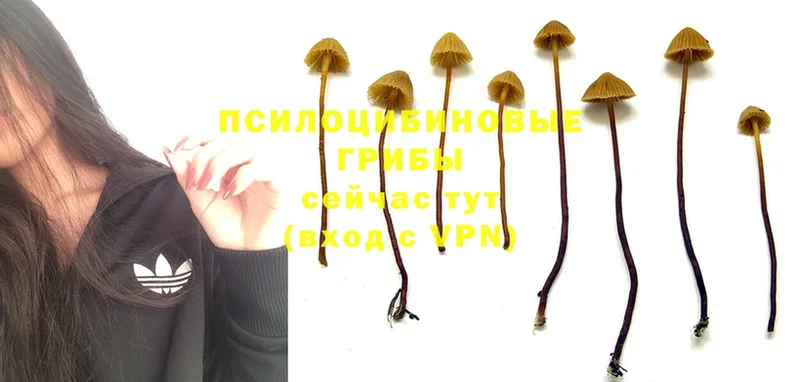 ссылка на мегу   Казань  Псилоцибиновые грибы Magic Shrooms  наркошоп 